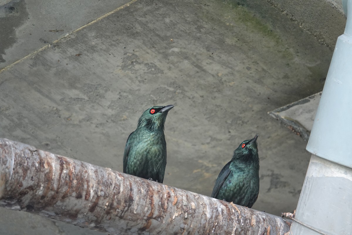 Красноглазый скворец - ML645310326