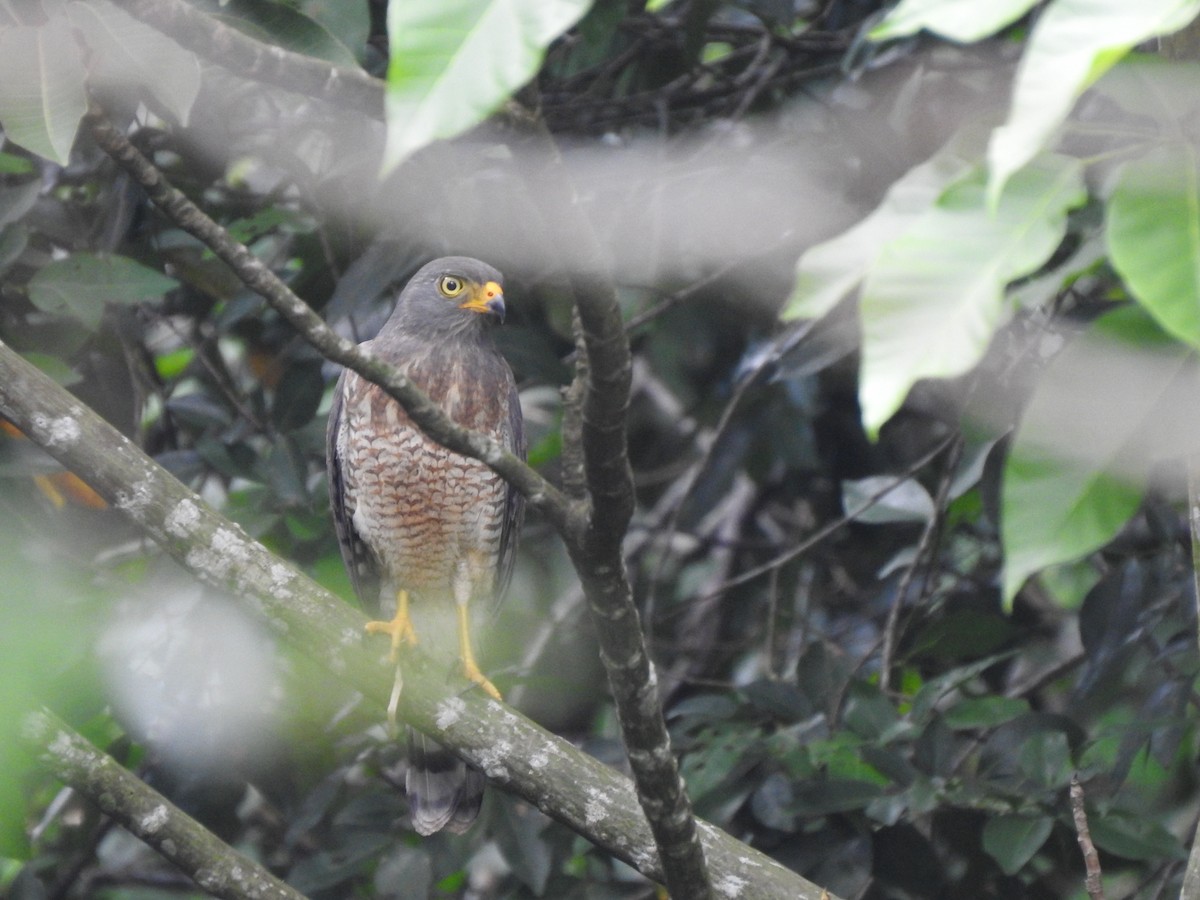 Yol Şahini - ML645310334