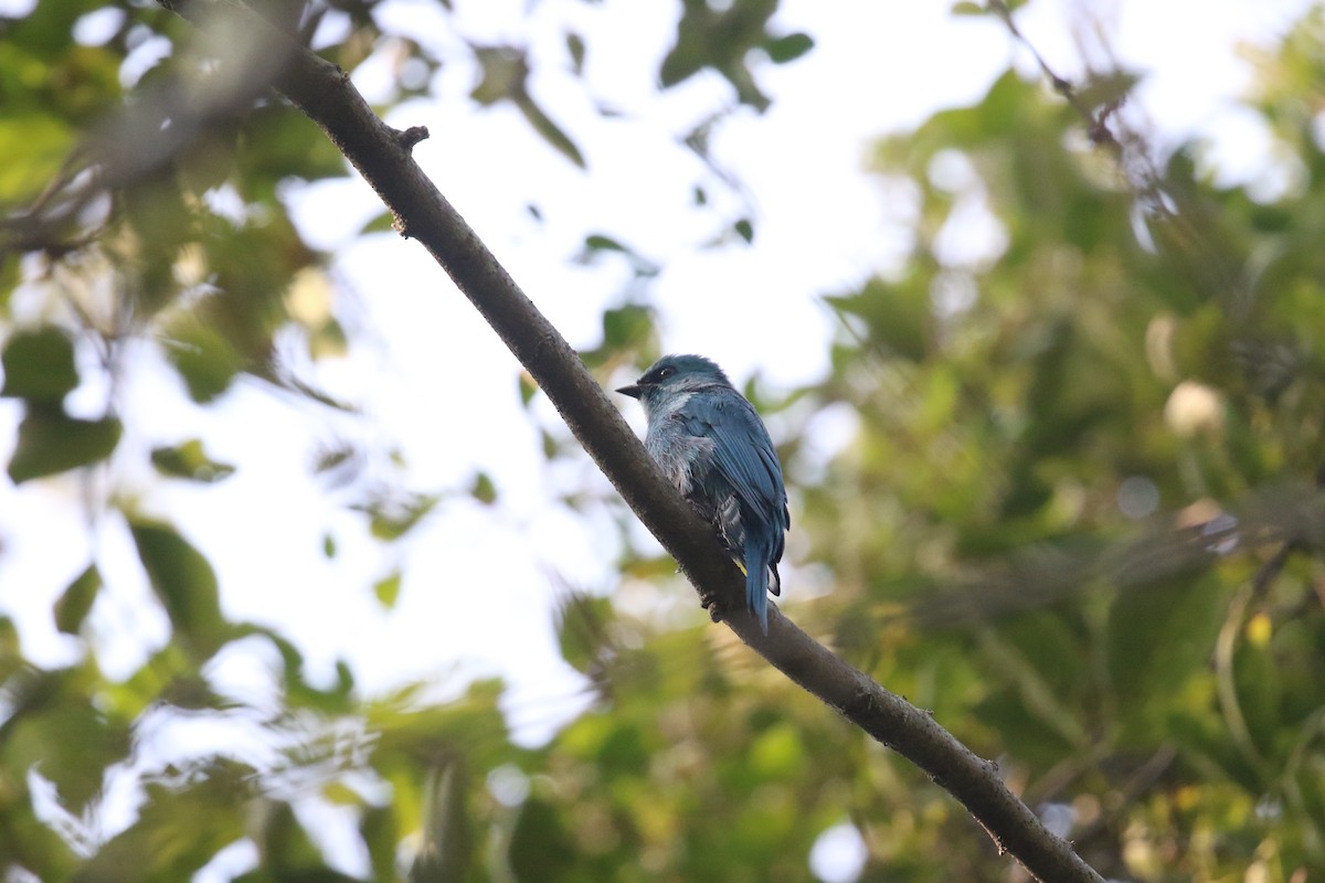 Verditer Flycatcher - ML645310339
