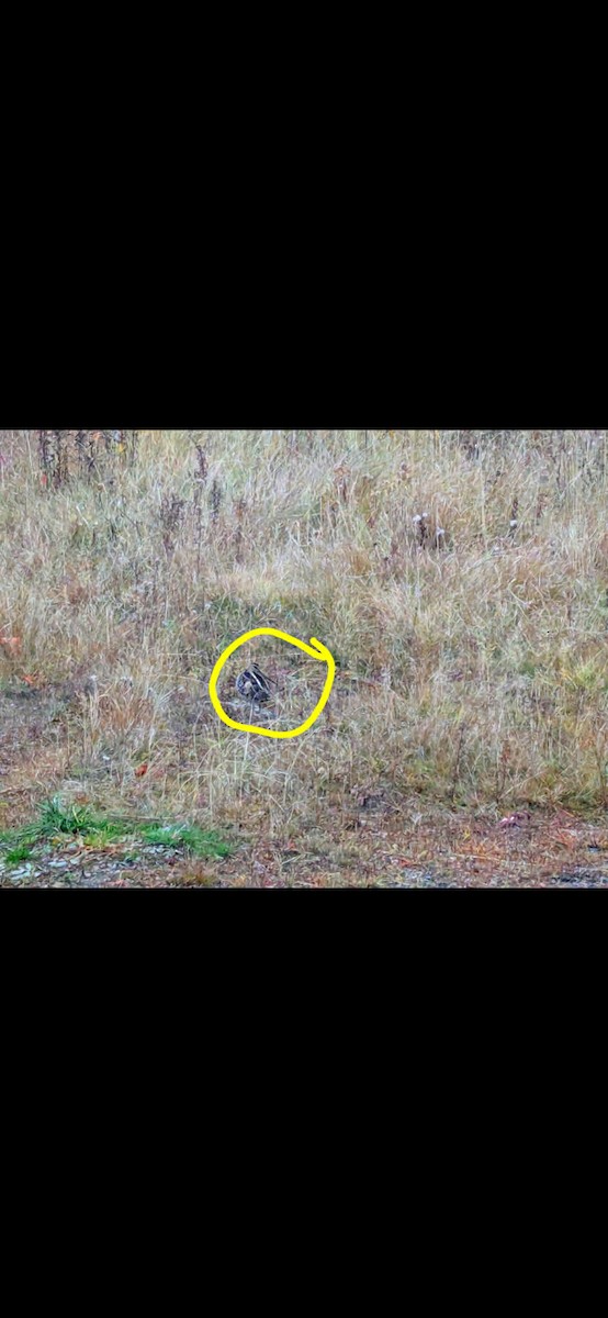 Wilson's Snipe - ML645310352