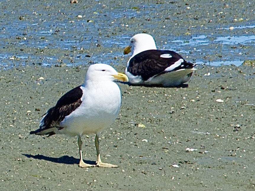 Kelp Gull - ML645310357