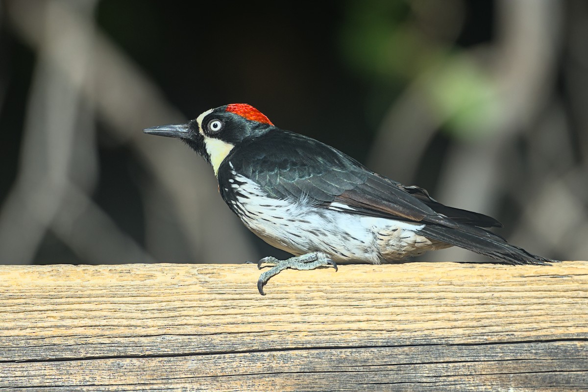 Acorn Woodpecker - ML645310361
