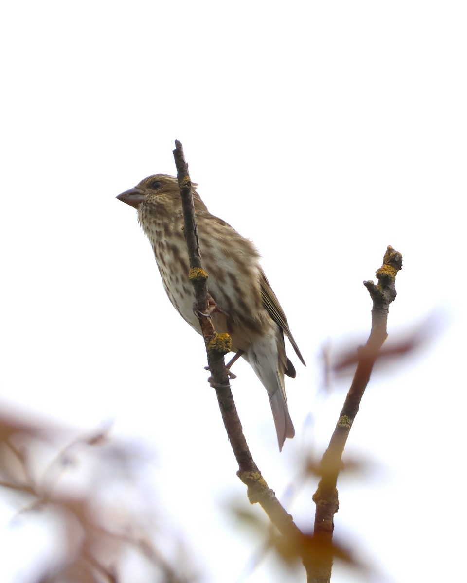 Roselin pourpré - ML645310367