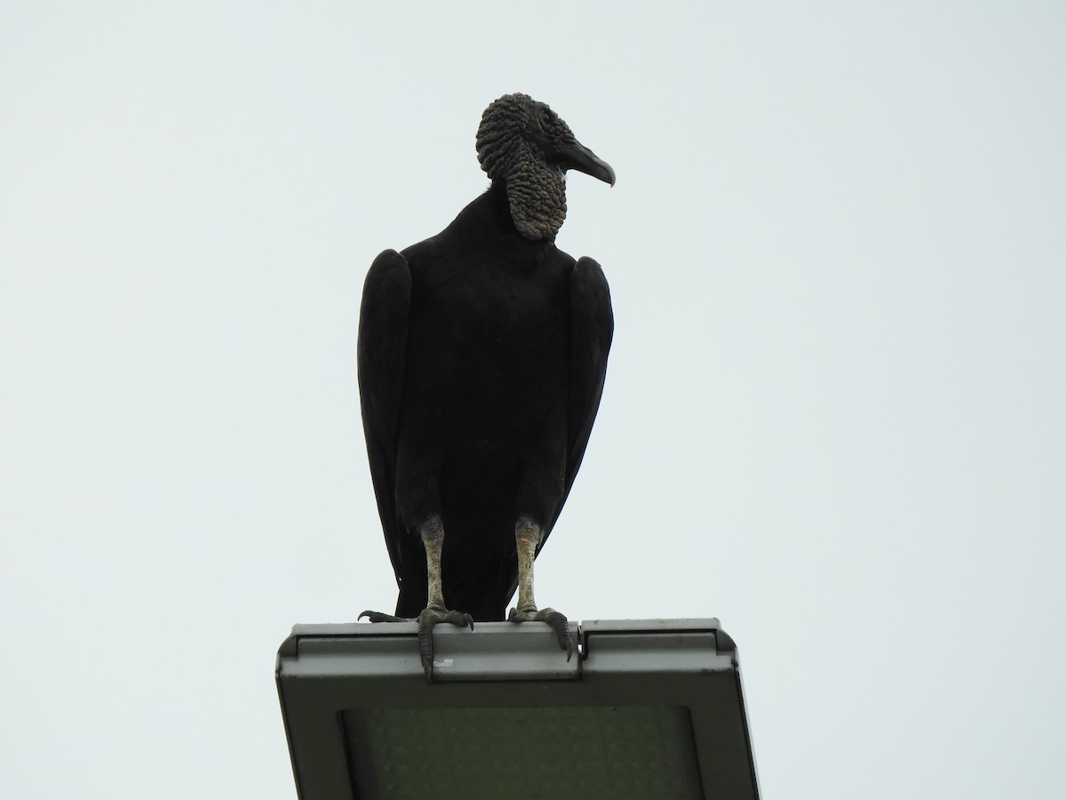 Urubu noir - ML645310394