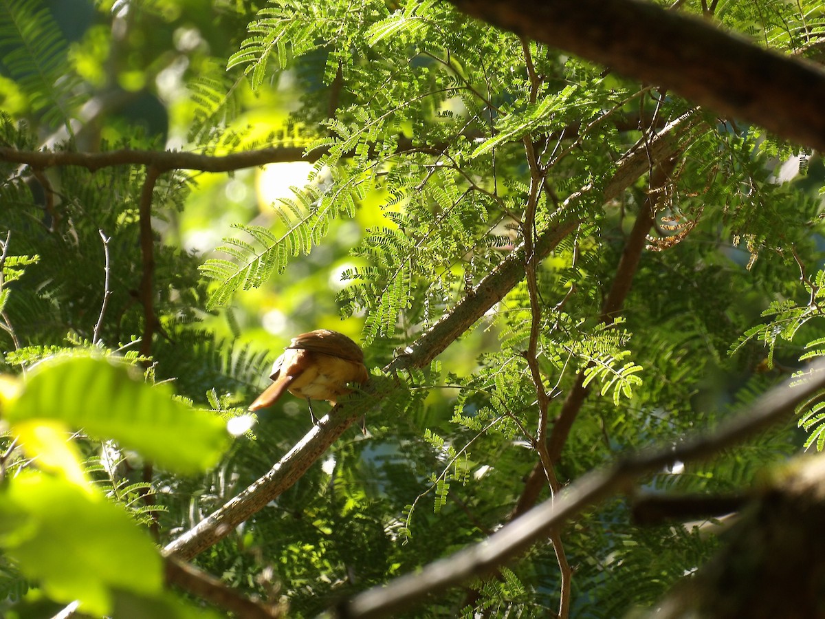 Каштановый бекард - ML645310416