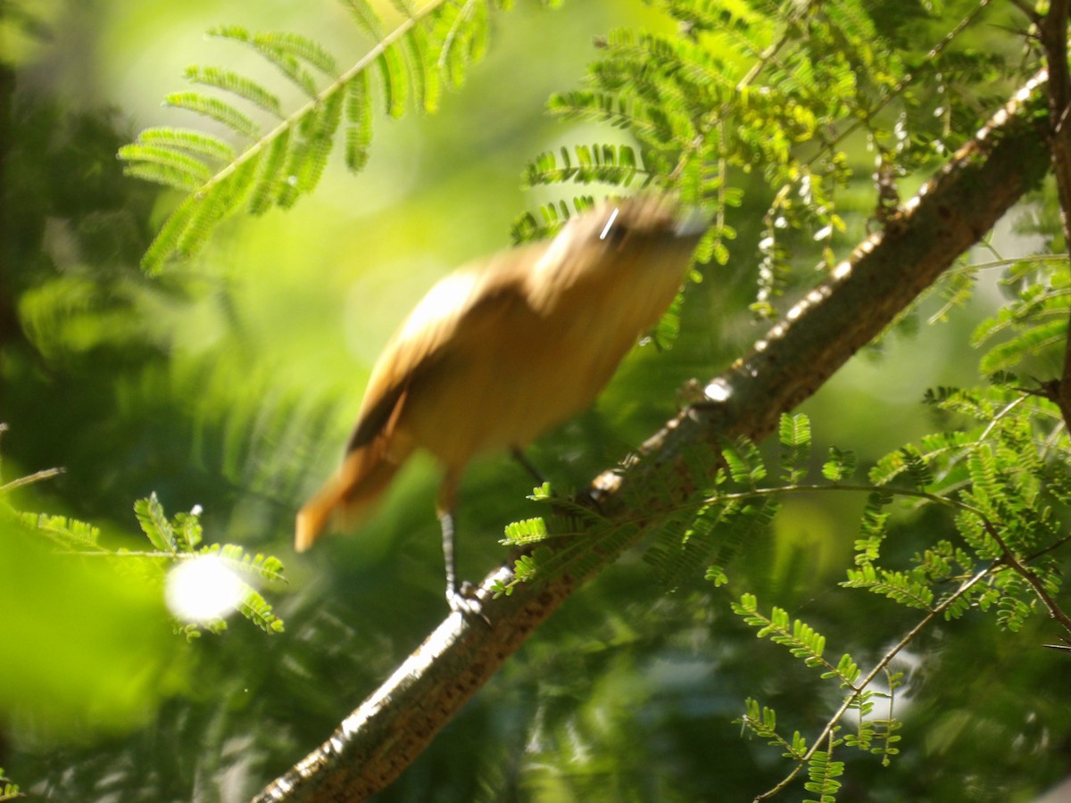 Каштановый бекард - ML645310417