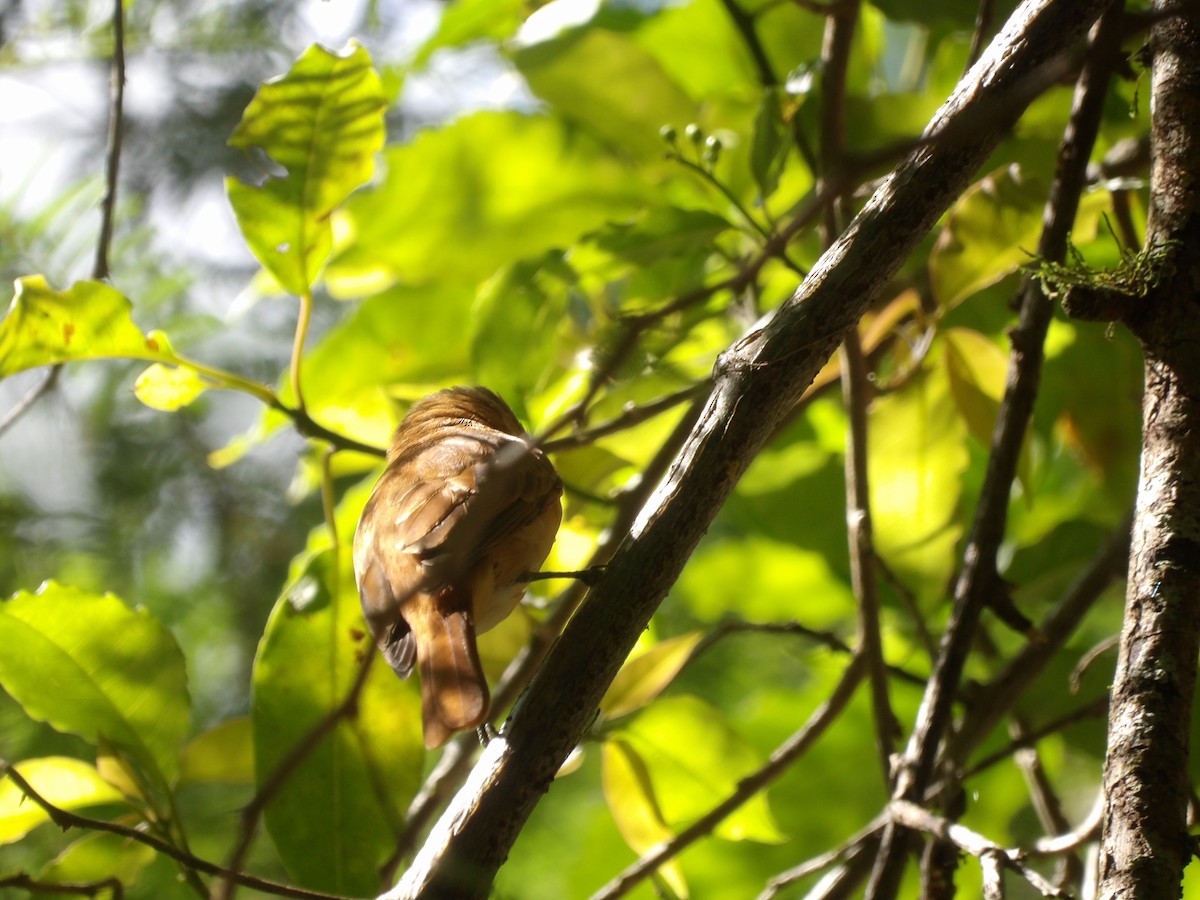 Каштановый бекард - ML645310418