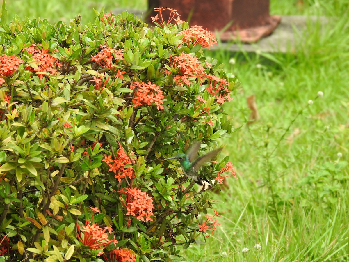 Ariane de Linné - ML645310420