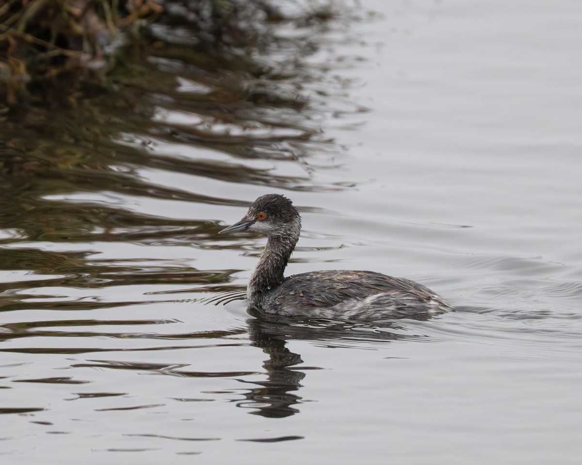 Grèbe à cou noir - ML645310422