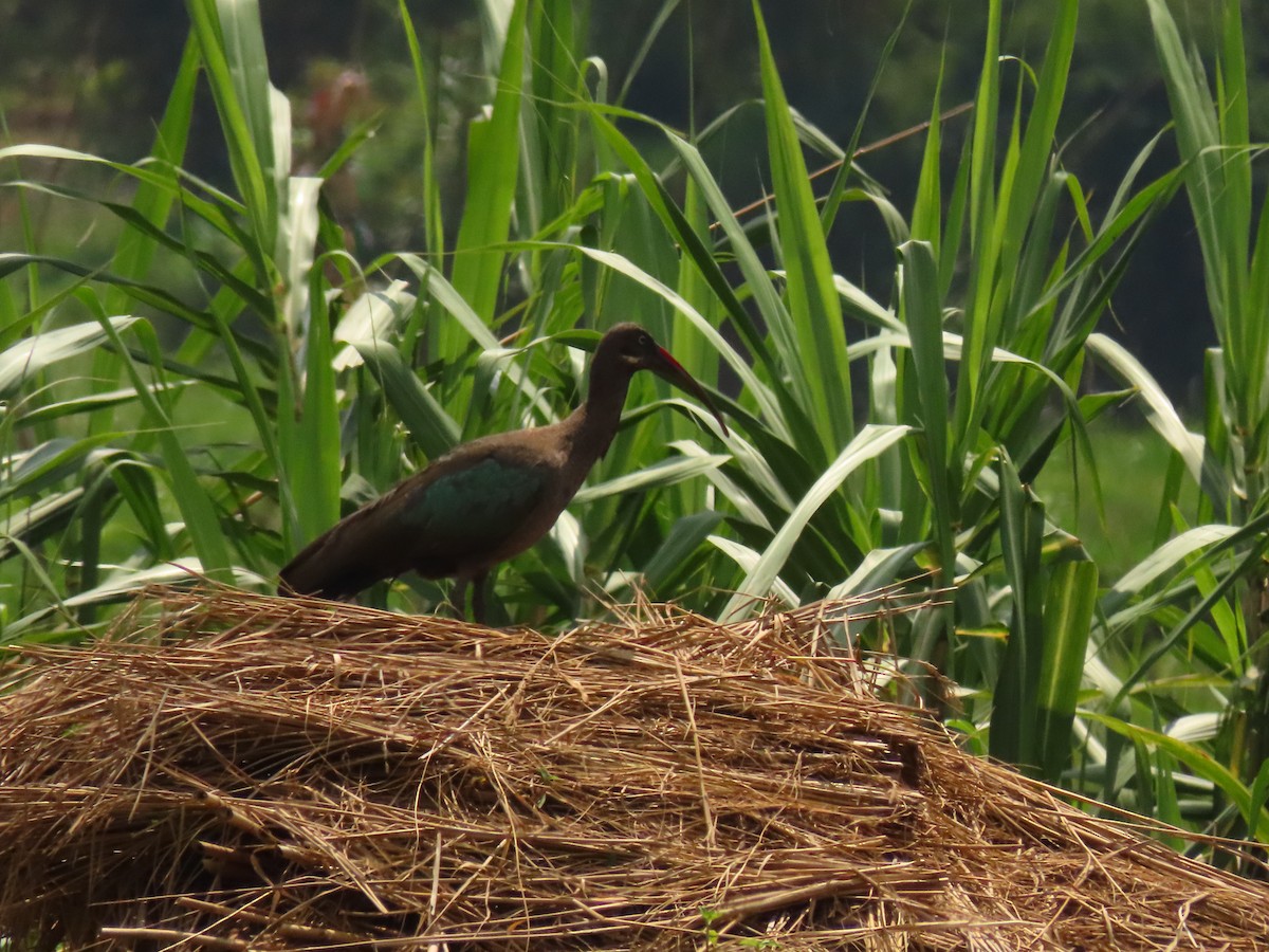 Ibis hagedash - ML645310424