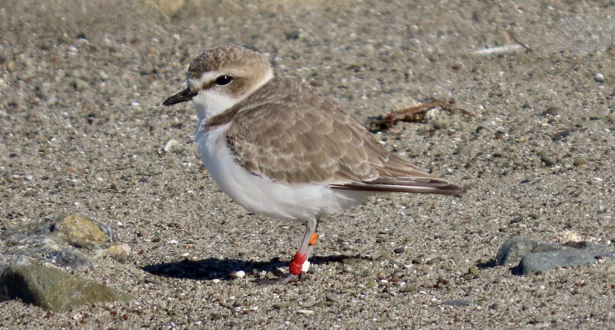 Pluvier neigeux - ML645310425