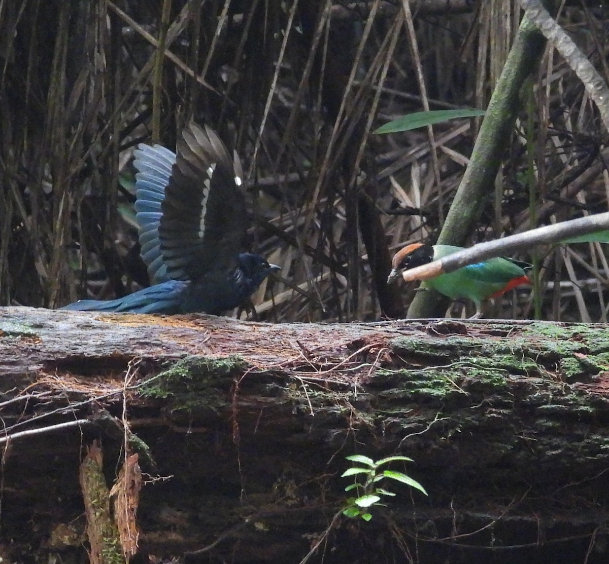 Coucou surnicou - ML645310426