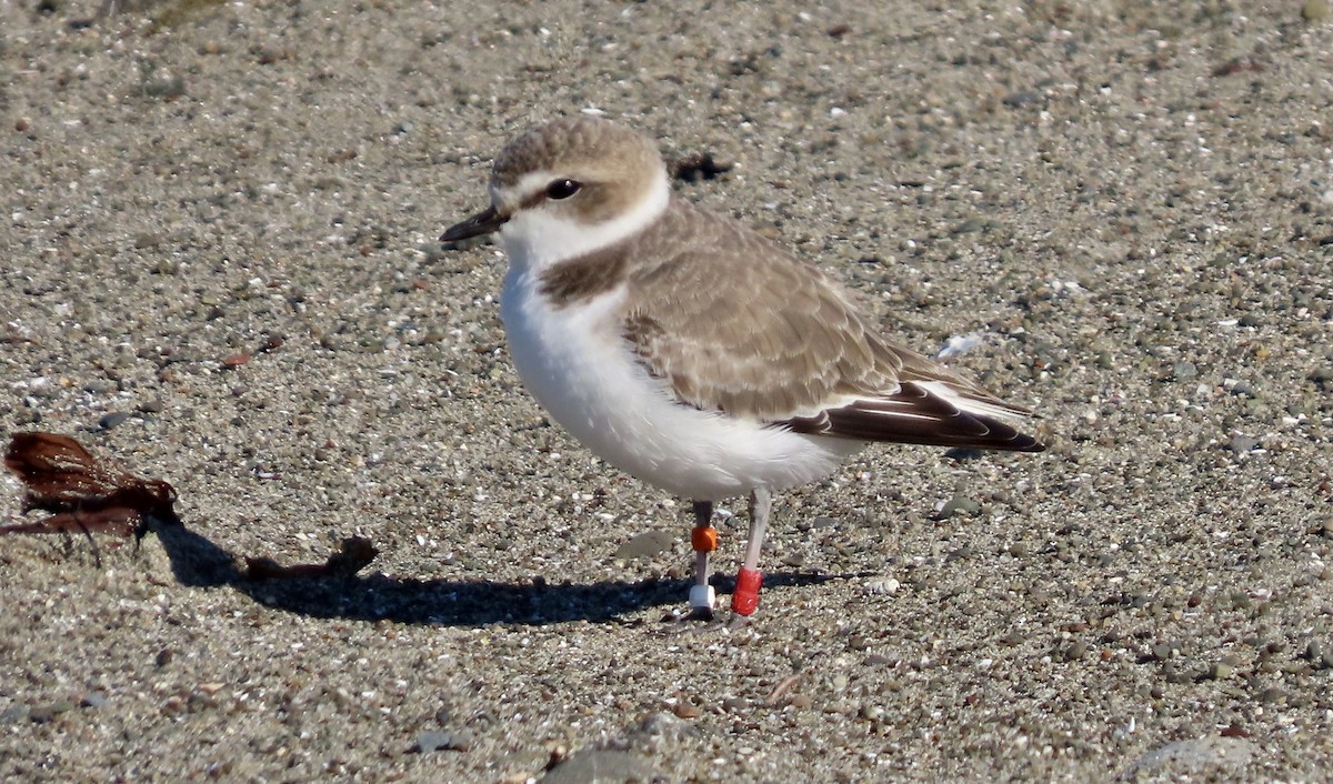 Pluvier neigeux - ML645310428