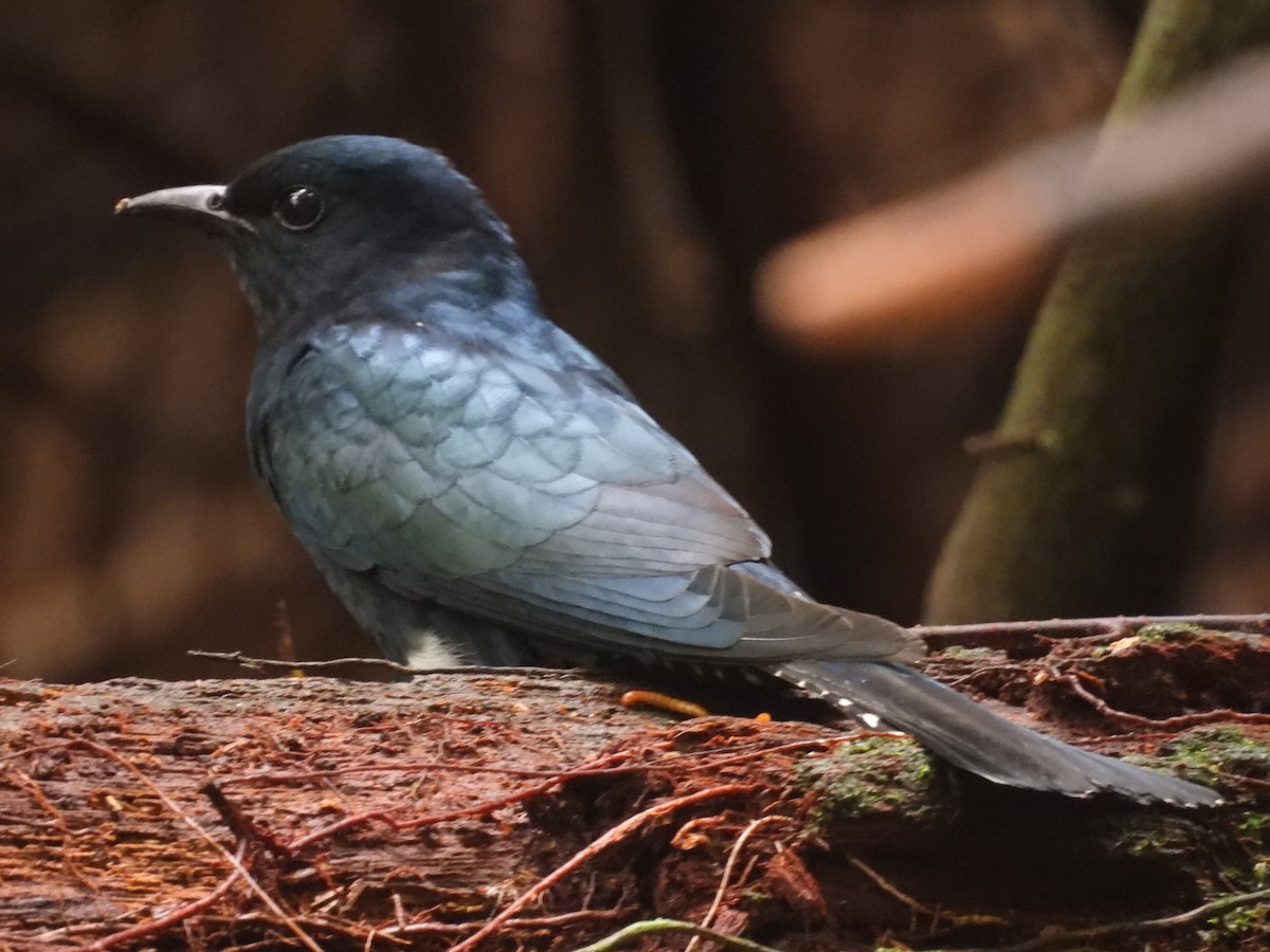 Coucou surnicou - ML645310429