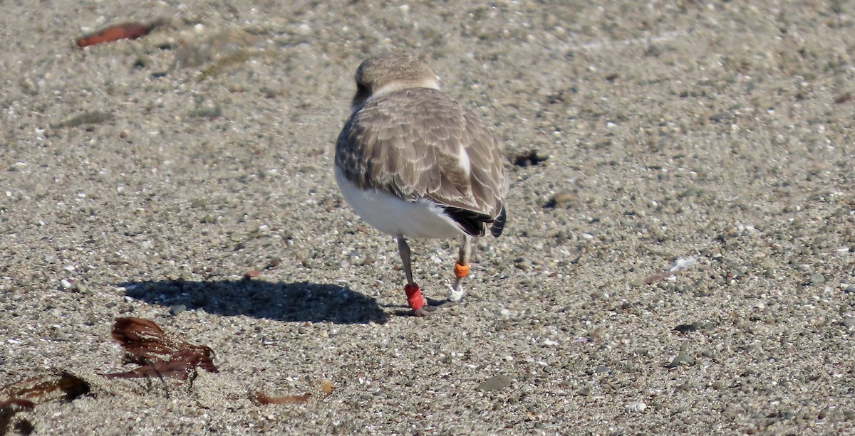 Pluvier neigeux - ML645310430