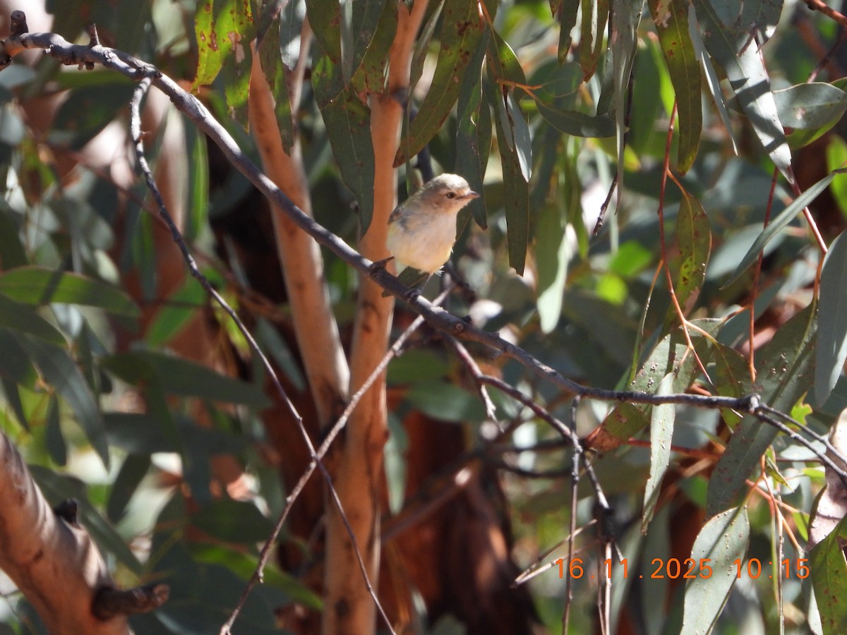 Séricorne à bec court - ML645310431