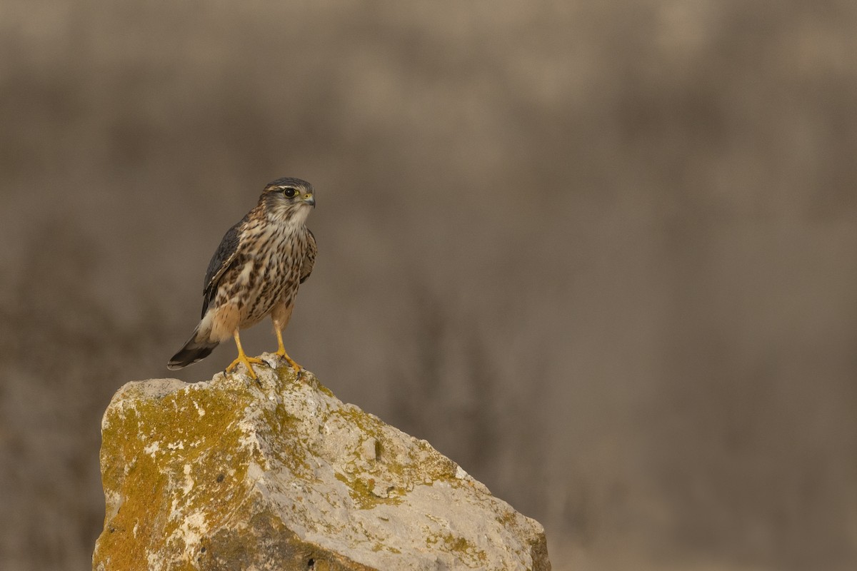 Faucon émerillon - ML645310432