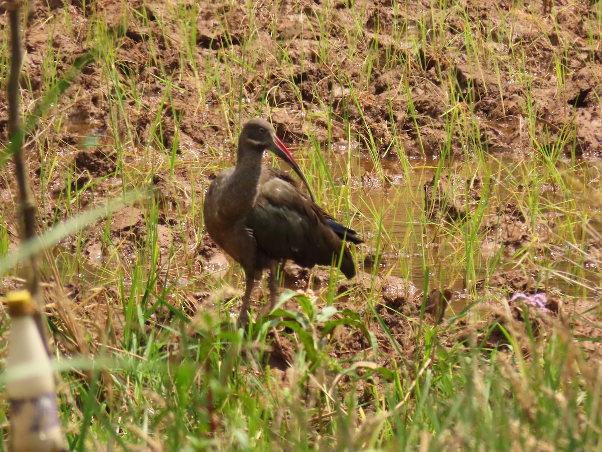 Ibis hagedash - ML645310433