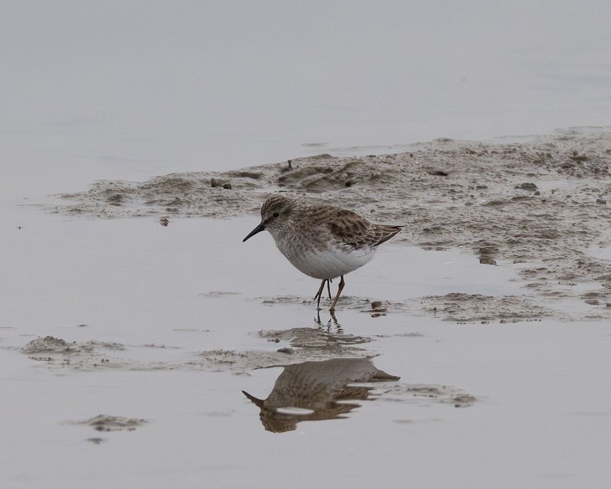 Bécasseau minuscule - ML645310434