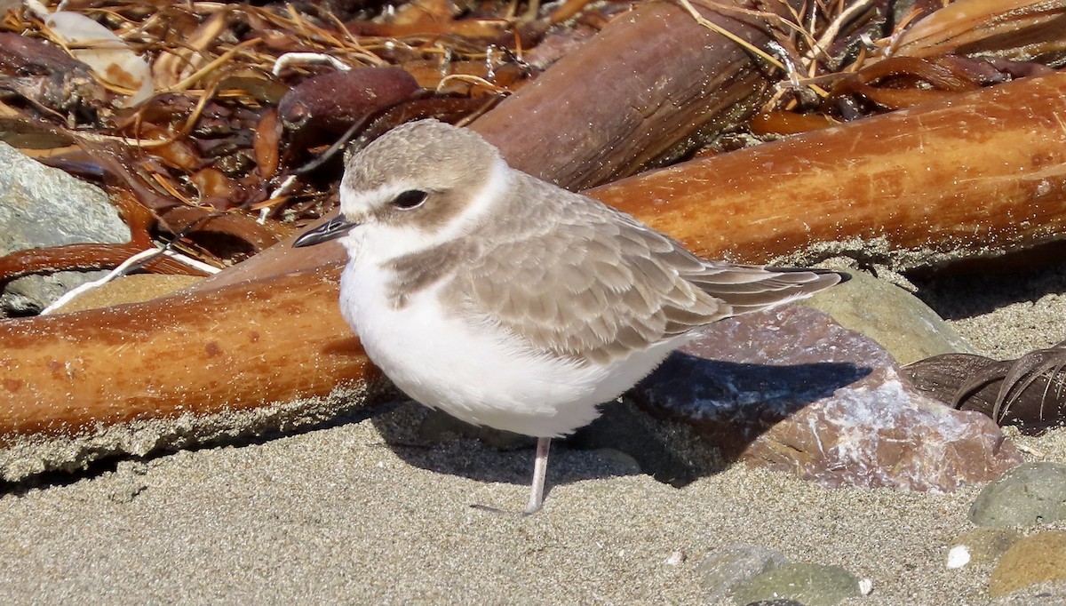 Pluvier neigeux - ML645310435