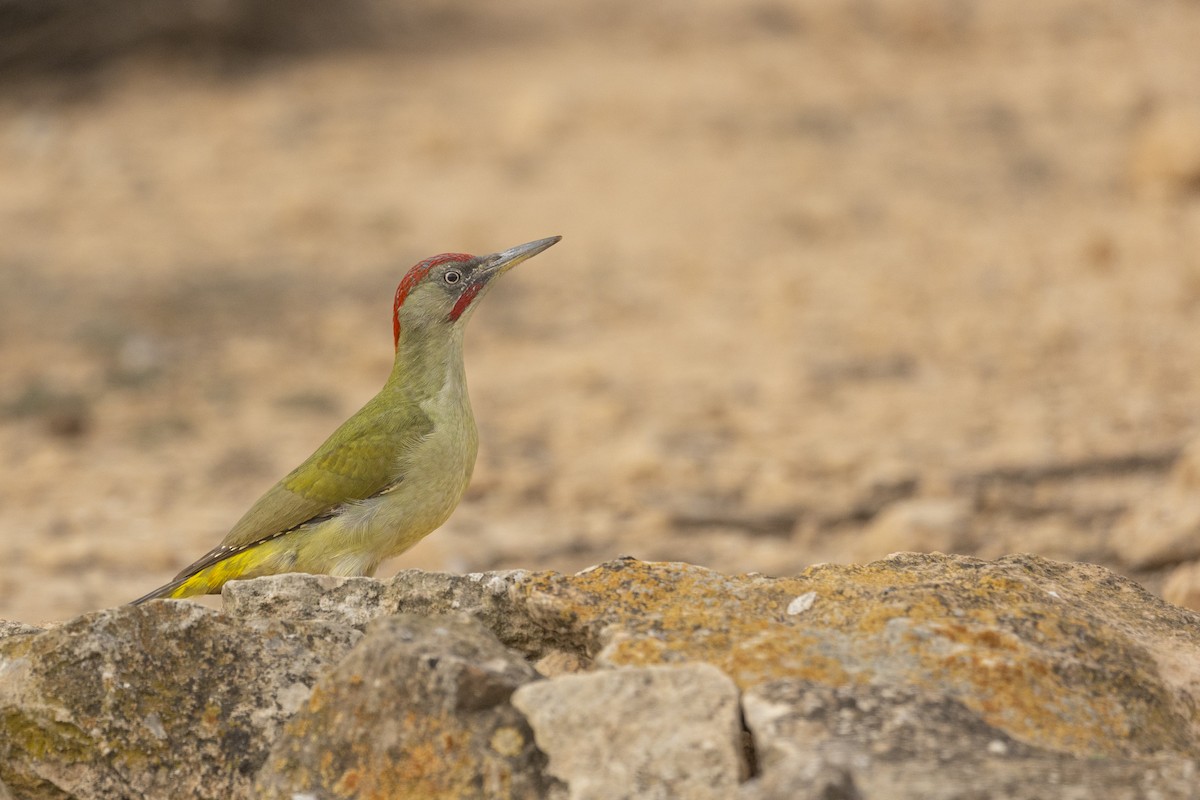 Pic de Sharpe - ML645310436