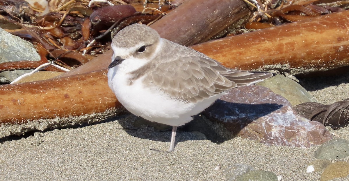 Pluvier neigeux - ML645310437