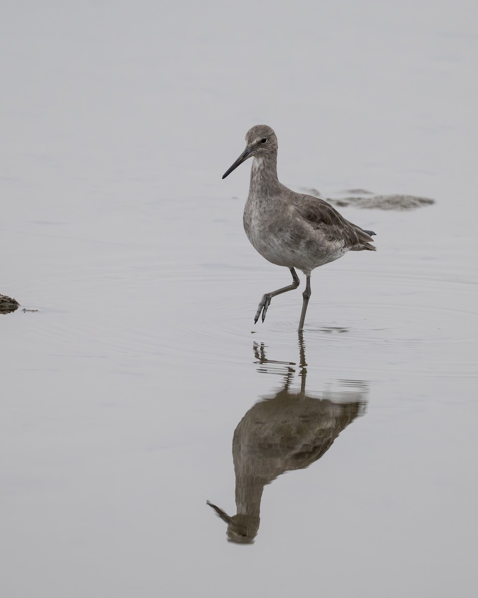 Chevalier semipalmé - ML645310440
