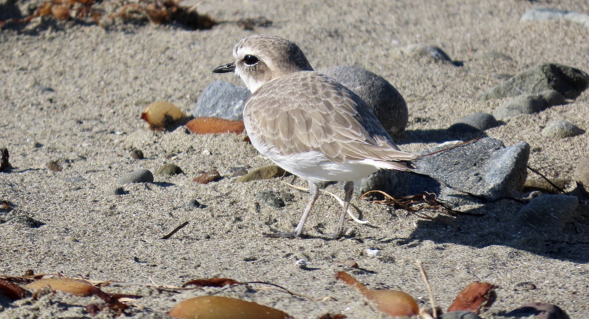 Pluvier neigeux - ML645310444