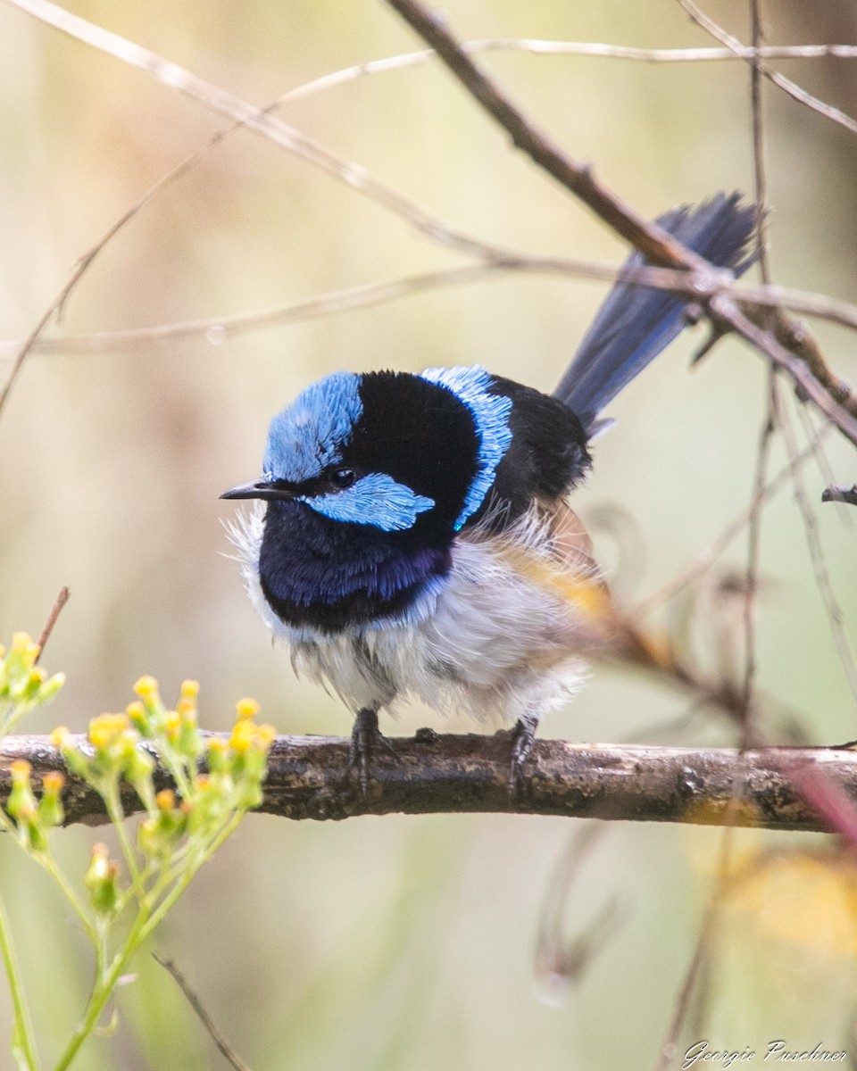 Mérion superbe - ML645310445