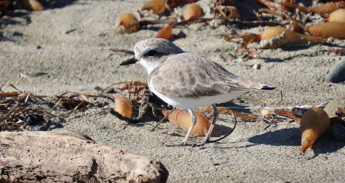 Pluvier neigeux - ML645310446