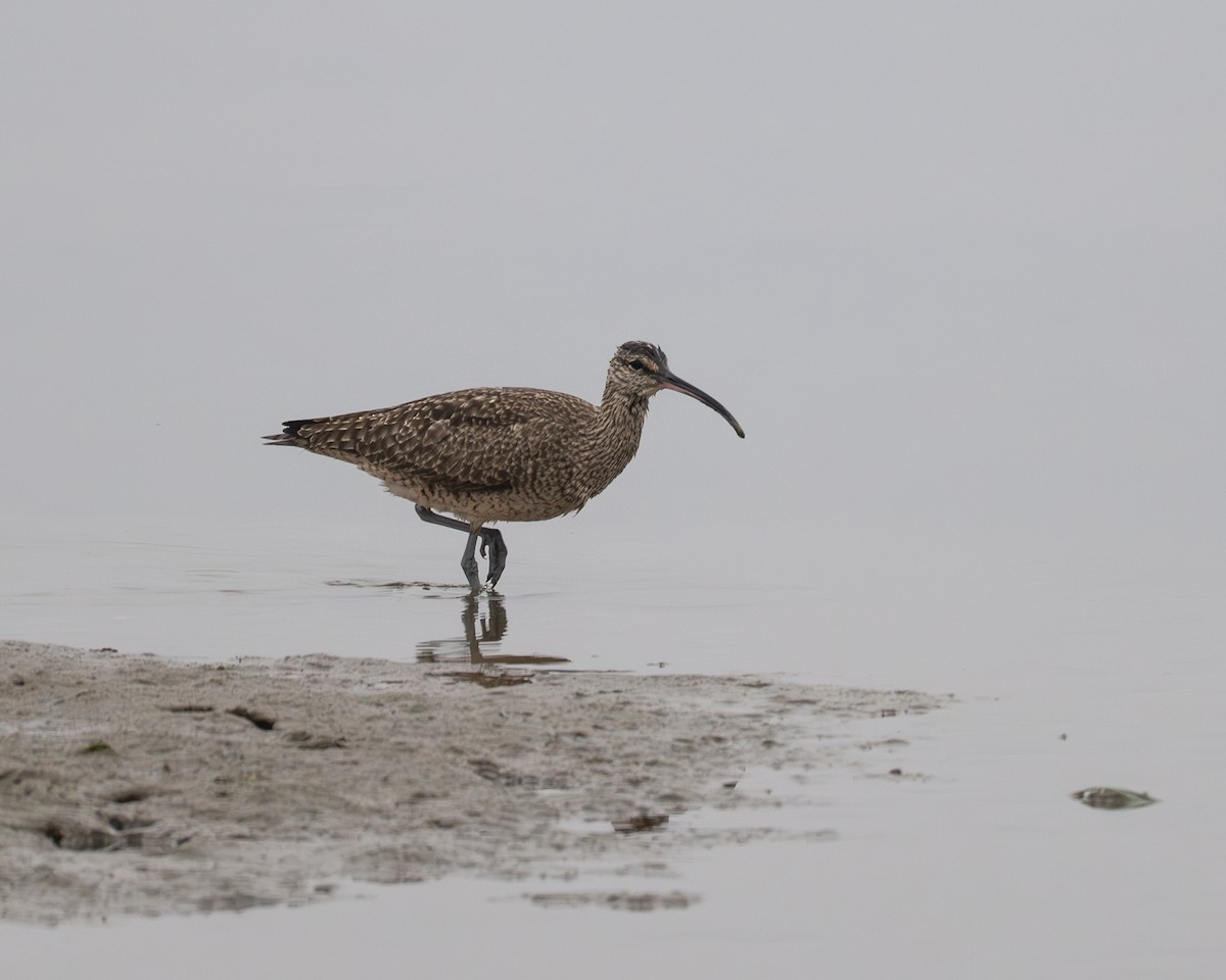 Courlis hudsonien - ML645310447