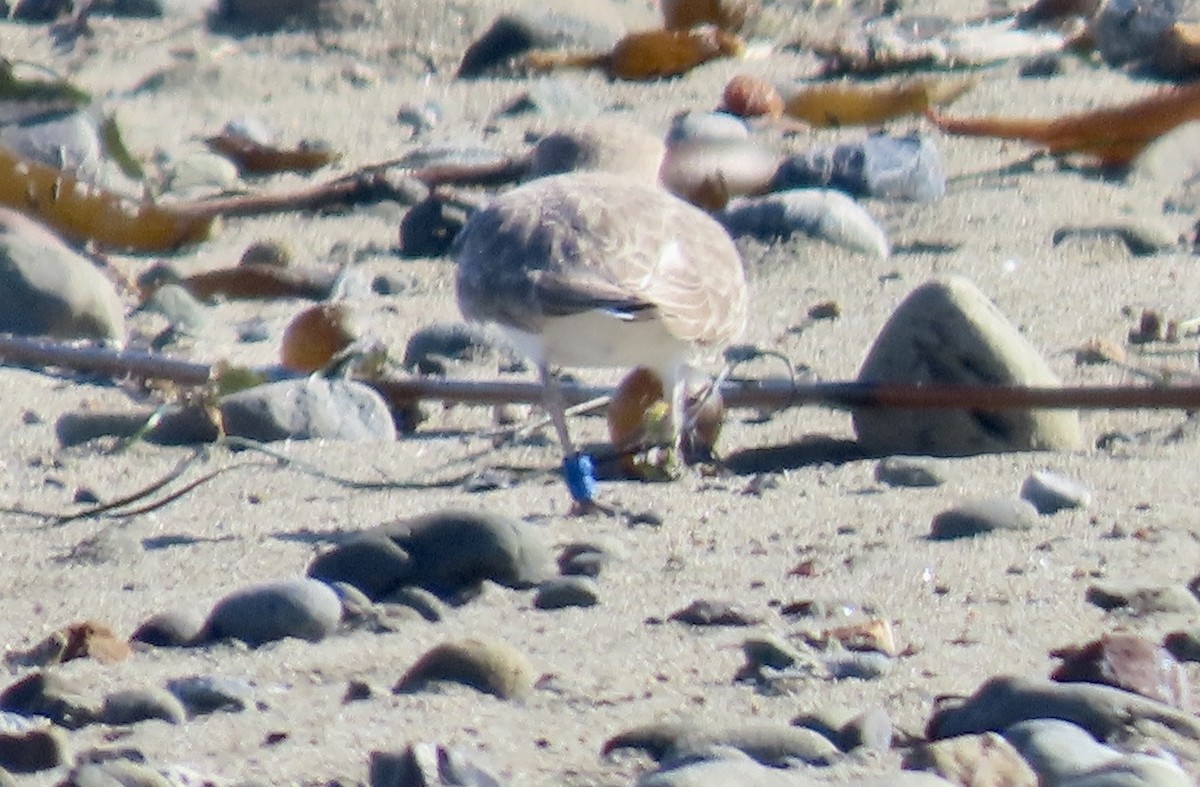 Pluvier neigeux - ML645310448