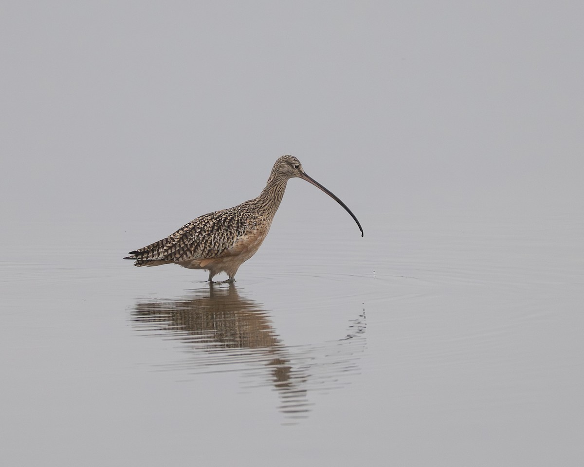 Courlis à long bec - ML645310449