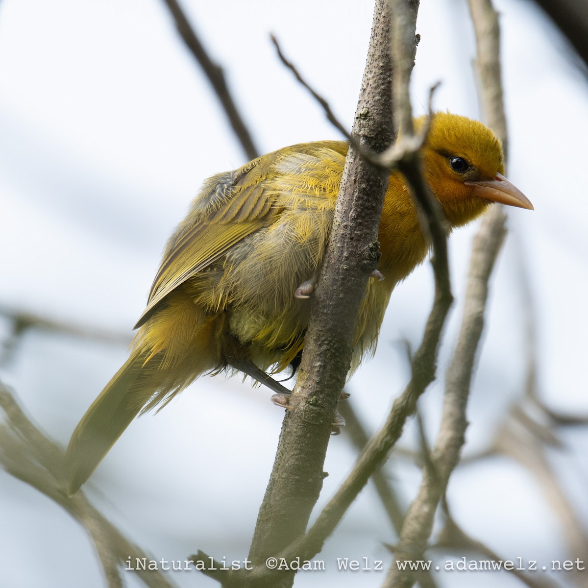 Tisserin à lunettes - ML645310451
