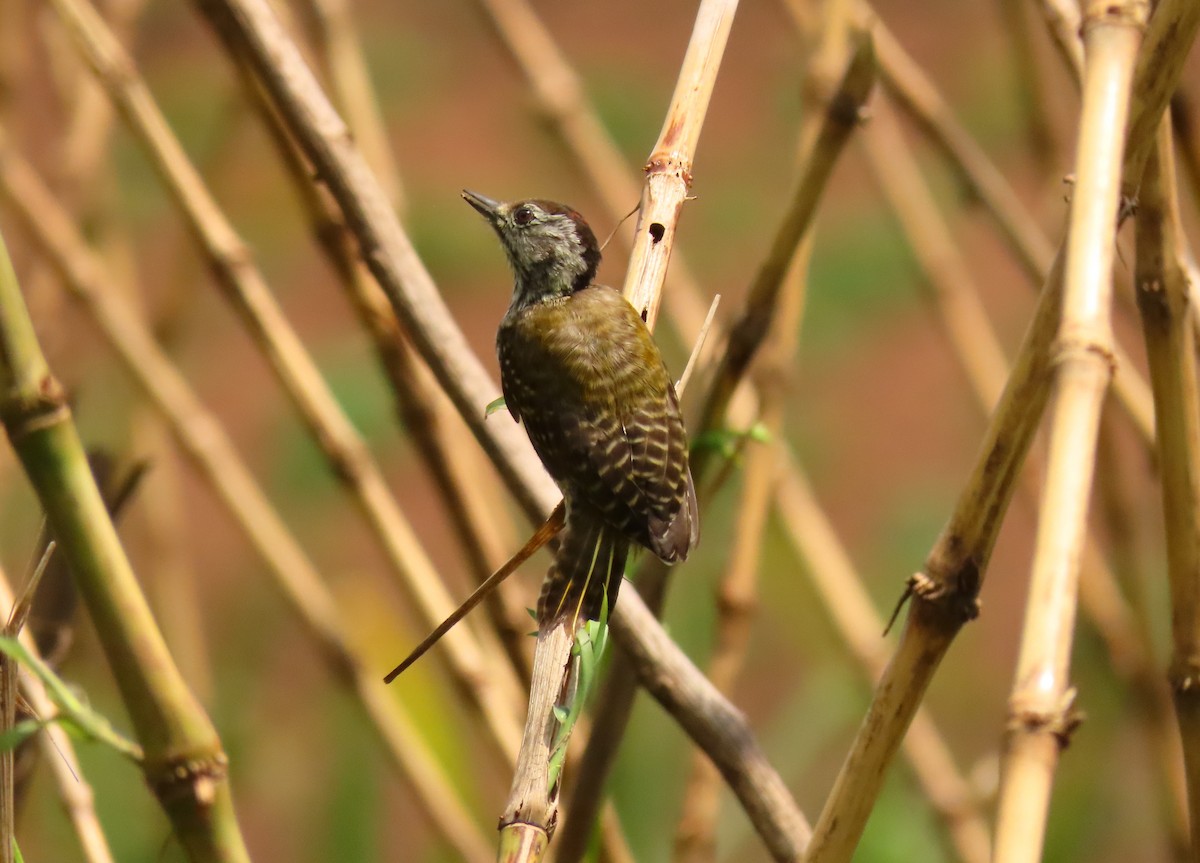 Pic cardinal - ML645310452