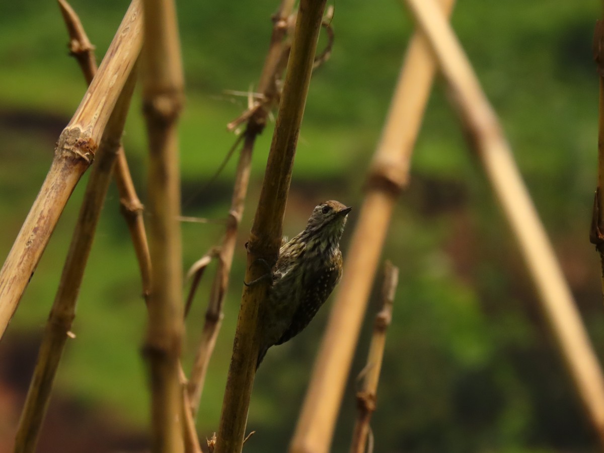 Pic cardinal - ML645310453