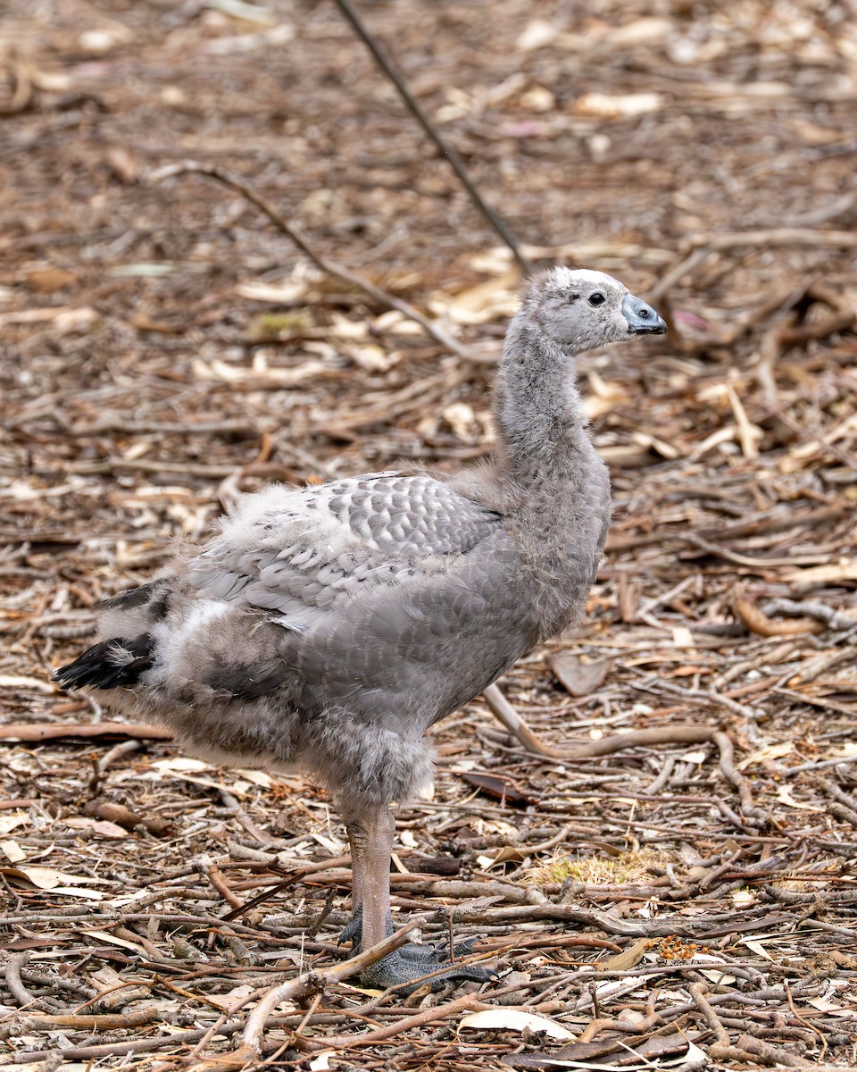 Céréopse cendré - ML645310455