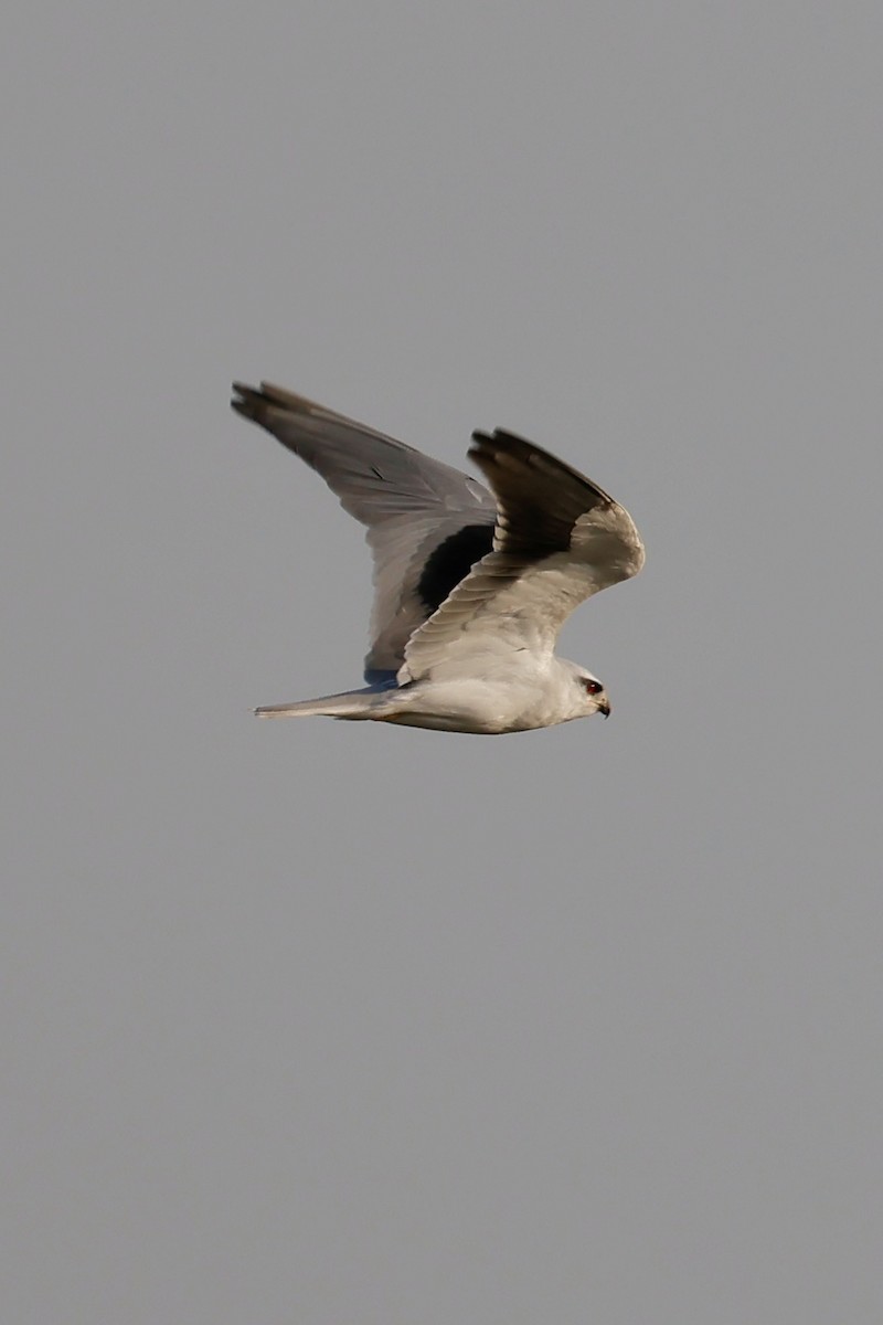 Élanion blanc (groupe vociferus) - ML645310456