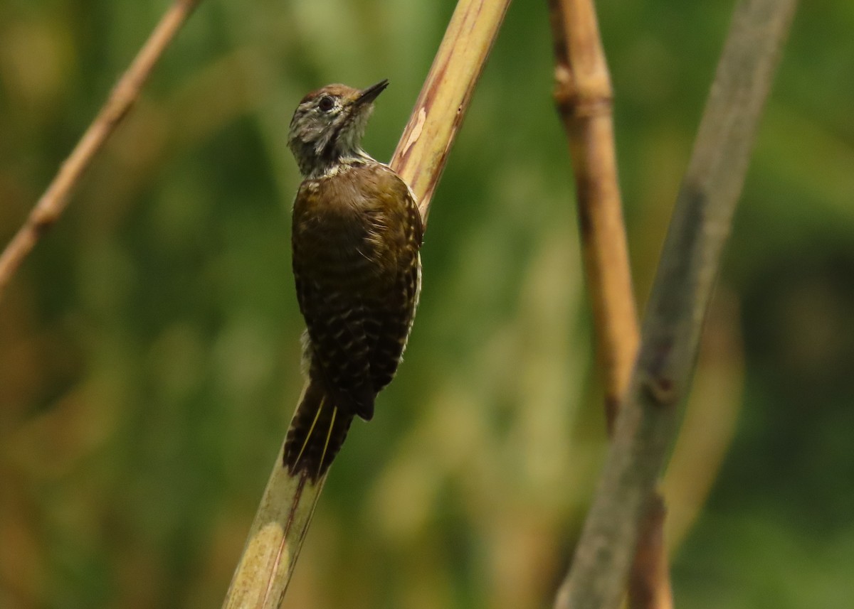 Pic cardinal - ML645310458