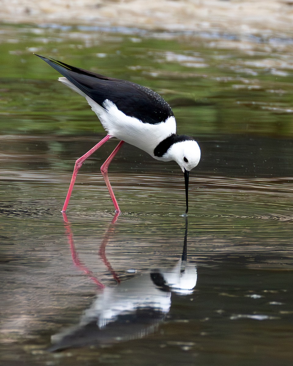 Échasse d'Australie - ML645310460