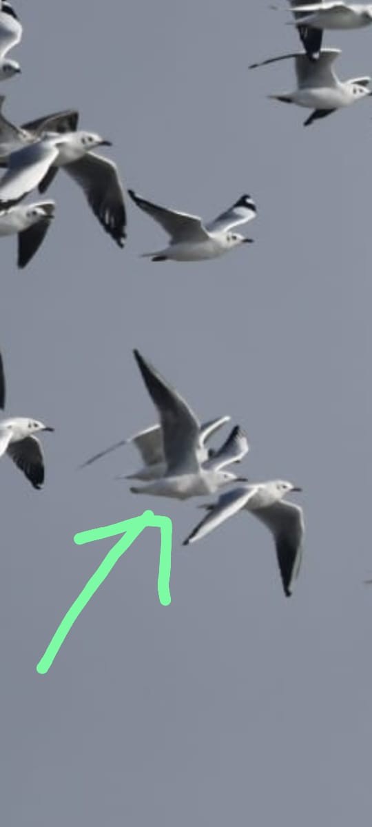 Slender-billed Gull - ML645310477