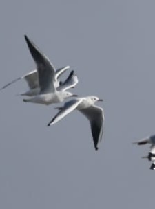 Slender-billed Gull - ML645310478