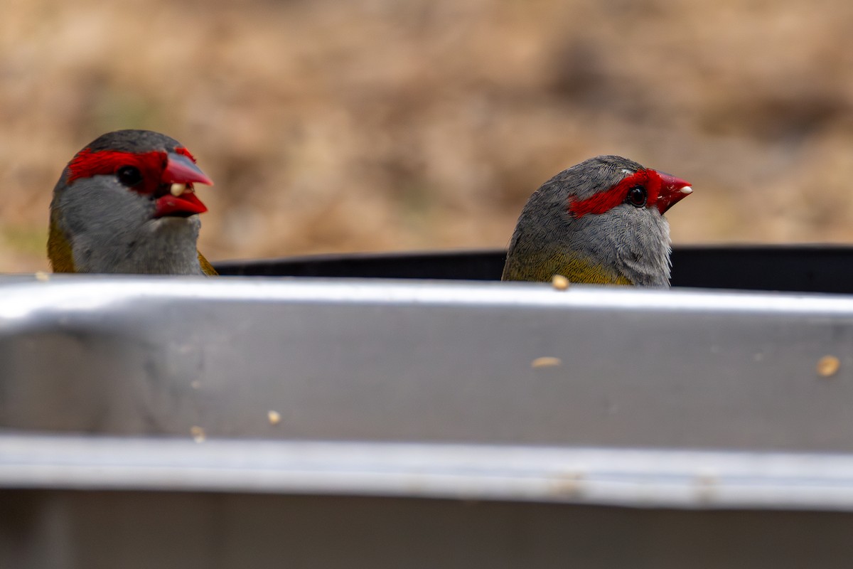 Краснобровая амадина - ML645310486