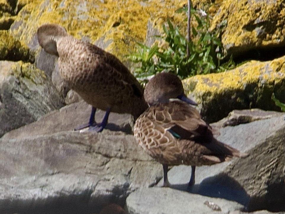 Gray Teal - ML645310488