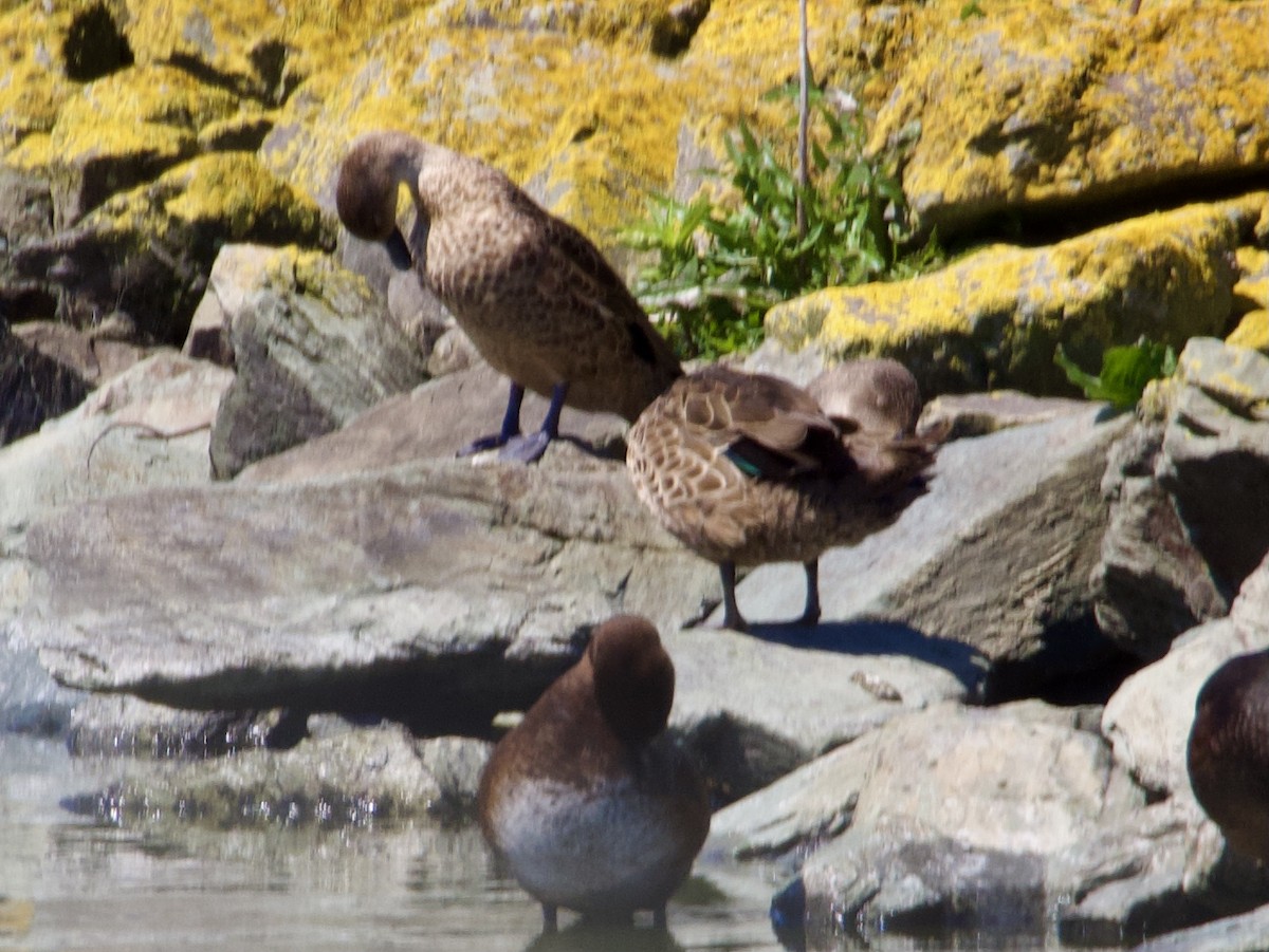 Gray Teal - ML645310489