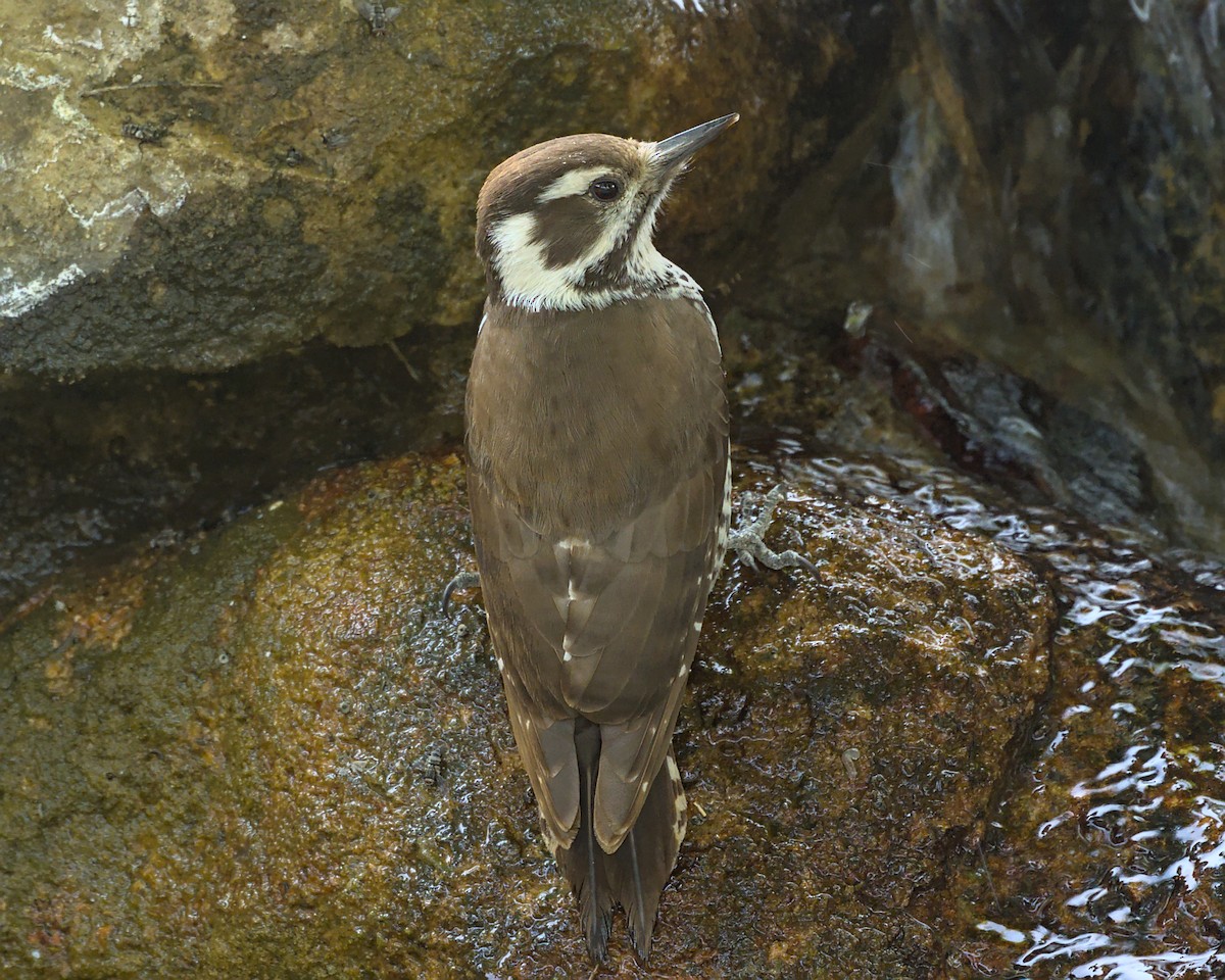 Arizona Woodpecker - ML645310498