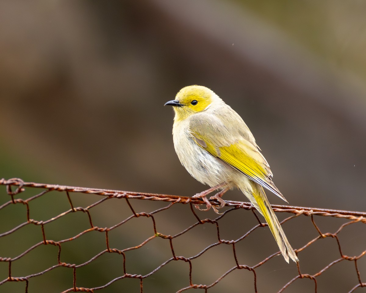 hvitsmykkehonningeter - ML645310499