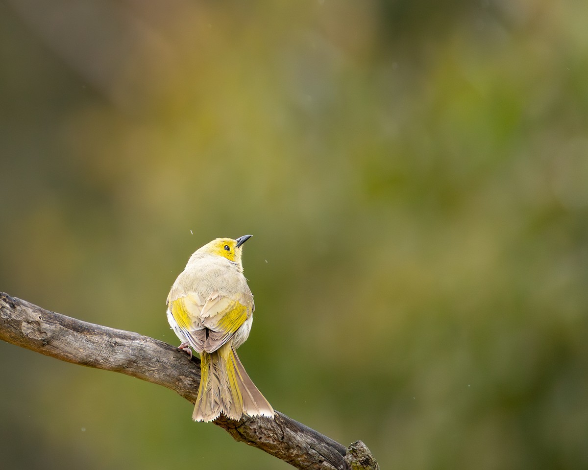 hvitsmykkehonningeter - ML645310500