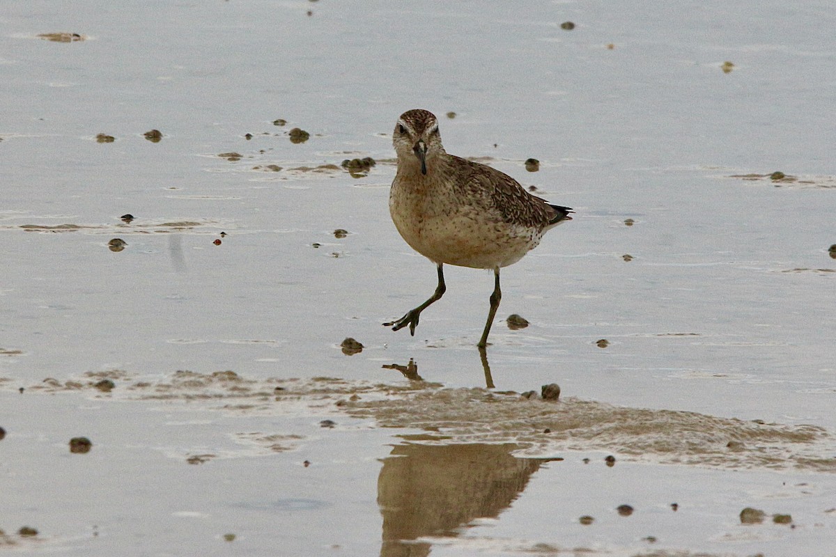 jespák rezavý - ML645310502