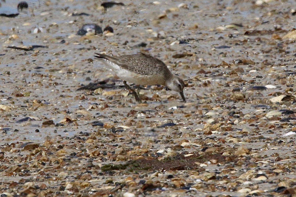 jespák rezavý - ML645310504